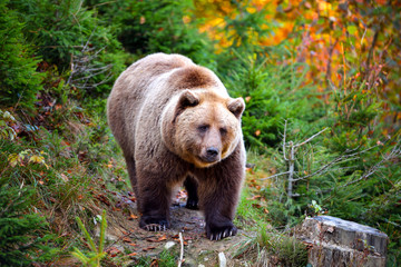 European brown bear in the autumn forest. Big brown bear in forest.