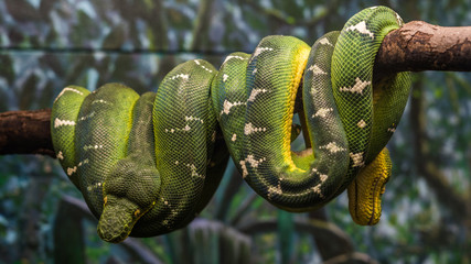 Two pythons curled up on a branch