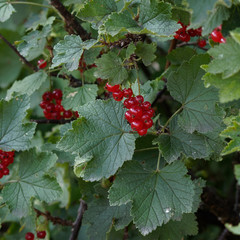 Poster - Groseillier à grappes ou groseillier rouge avec de savoureuses baies à maturité, au feuillage découpé et odorant (Ribes rubrum)