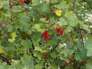 Poster - Grappes de petites baies rouges et brillantes du groseillier à grappes (Ribes rubrum)