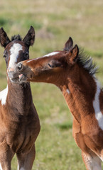 Wall Mural - Pair of Cute Wild Horse Foals in the Utah Desert