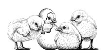 Little Chickens. Wall Sticker. Hand-drawn, Artistic, Black And White Sketch Of Chickens On A White Background.