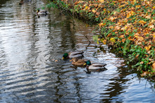 Four Ducks At The Edge Of A Lake