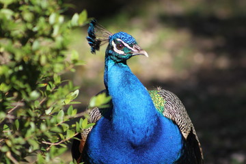 Beautiful peacock with colourful blue green feathers . This bird is living its wildlife in a park close to a green plant immerse in the nature