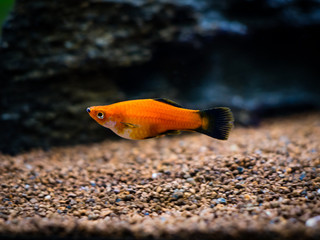 Poster - Red Wagtail Platy (Xiphophorus maculatus) in a fish tank