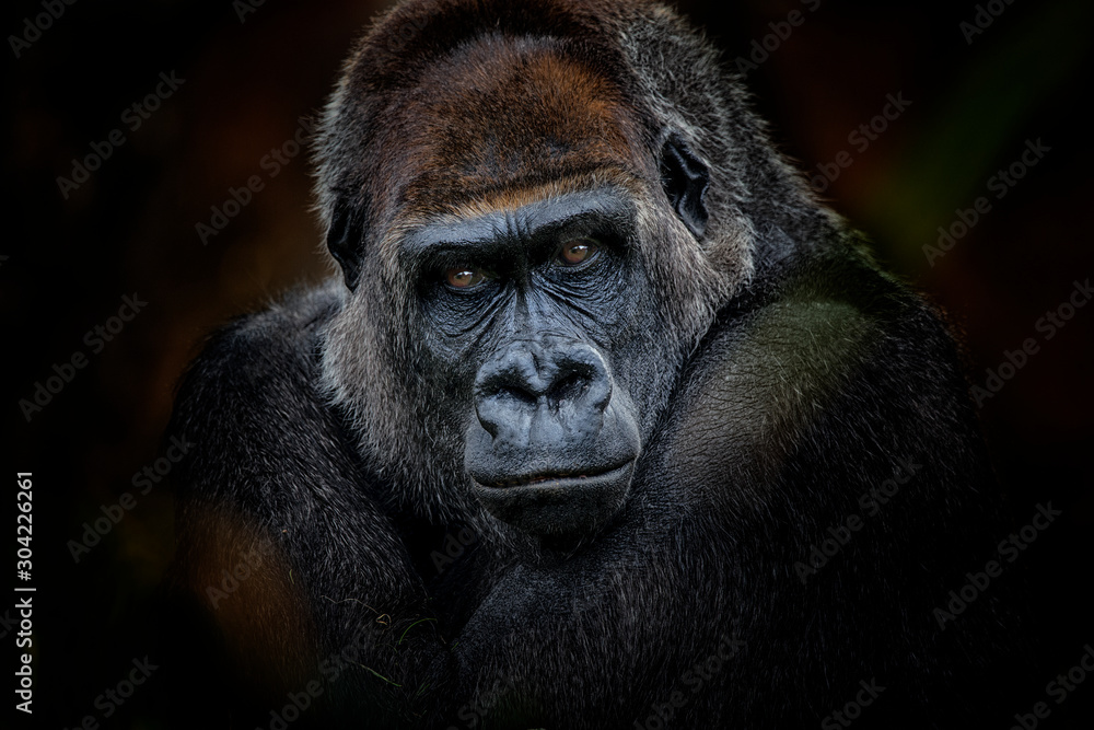 gorilla look - obrazy, fototapety, plakaty 