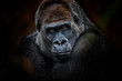 Leinwandbild Motiv gorilla look