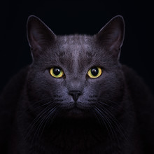 Carthusian Grey Cat With Yellow Eyes In The Dark