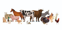 Group Of Animals Farm Characters