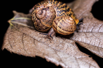 Big snail on a dry, beautiful bright colorful autumn leaf, close up shot