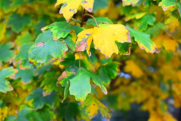 Leaves with yellow and green colors