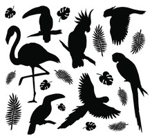 Vector Set Bundle Of Black Tropical Birds Silhouette Isolated On White Background