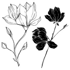 Vector Magnolia floral botanical flowers. Black and white engraved ink art. Isolated magnolia illustration element.
