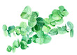 © Hanna - green branches and eucalyptus leaves, botanical painting, watercolor illustration
