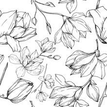 Vector Magnolia Floral Botanical Flowers. Black And White Engraved Ink Art. Seamless Background Pattern.