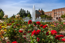 Rose Garden And Fountain At University Of Washington Drumheller