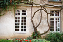 Ancient Building With Large Vintage Windows And Large Ivy Shoots Curl The Walls