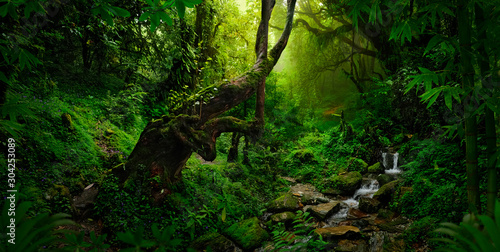 Plakaty dżungla   tropikalne-dzungle-azji-poludniowo-wschodniej-w-sierpniu