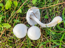 White Dapperling Or White Agaricus Mushroom