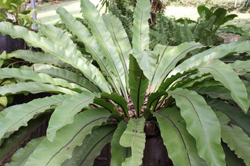 Fern Plant