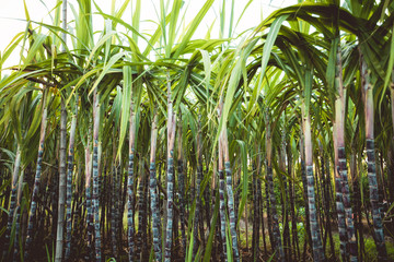 Sticker - Sugarcane plants growing at field