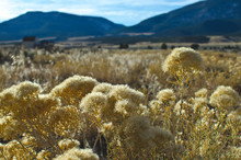 The Golden Glow On The Yellow Weeds In The Open Country Sunlight. 