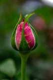 Fototapeta Tulipany - pink rose bud closed with green