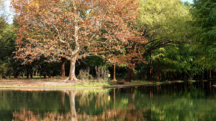 Autumn Landscape. Park in Autumn. The bright colors of autumn in the park by the lake, yellow leaves tree among green forest, beautiful reflections in water, Chinese text on board means water is deep.