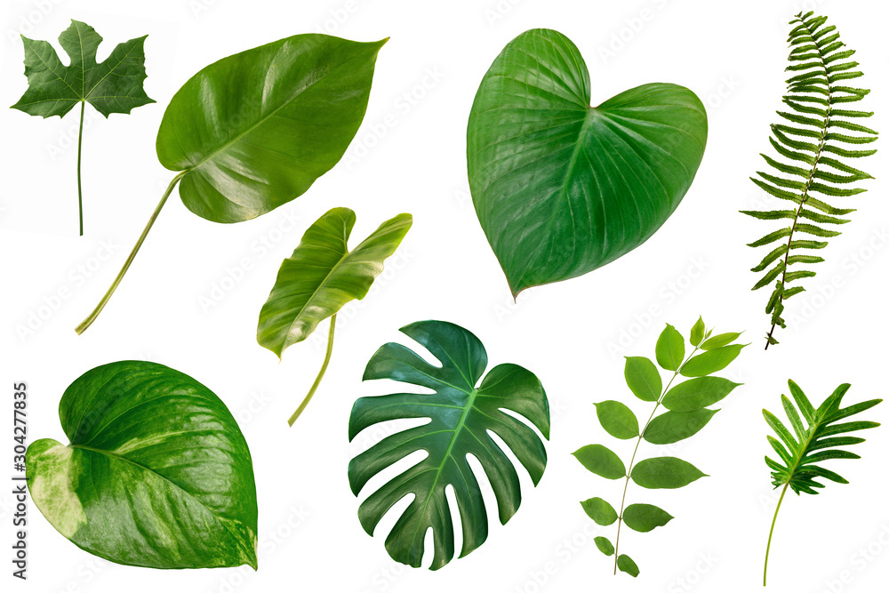 set of Tropical green leaves isolated on white background. - obrazy, fototapety, plakaty 
