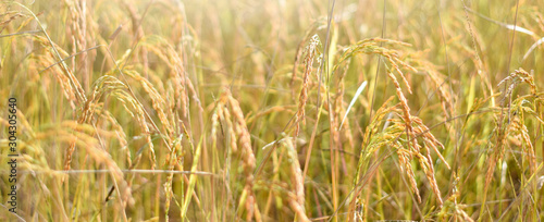Fotografía Ear of rice in the field