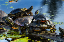 Western Painted Turtles Juanita Bay Park Lake Washington Kirkland Washiington