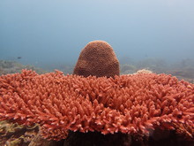 Coral Found At Coral Reef Area At Tioman Island, Malaysia