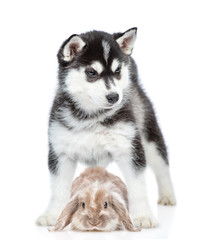 Aufkleber - Husky puppy hugs a rabbit. isolated on white background