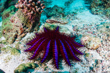 Crown Of Thorns Starfish Feeding On Hard Corals On A Tropical Reef In Thailand
