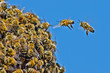 © MH Patton - Bee Swarm