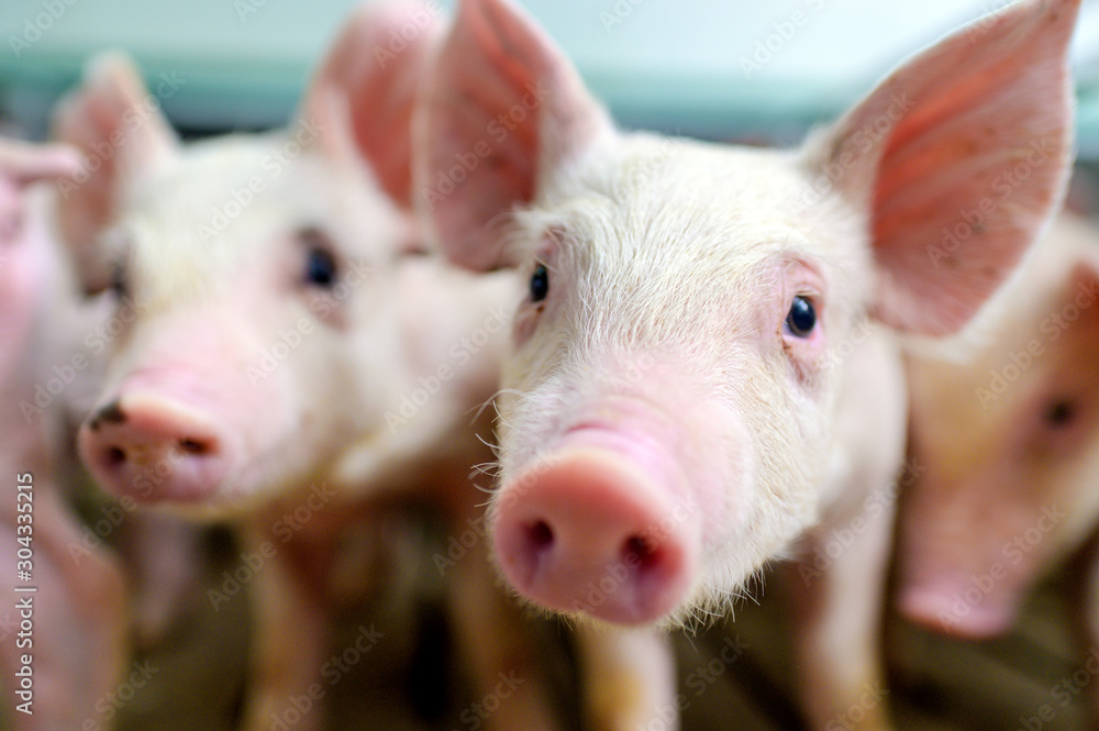 pig farm industry farming hog barn pork - obrazy, fototapety, plakaty 