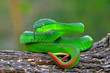 © Opayaza - green insularis pit viper, white-lipped island snake, venomous snakes