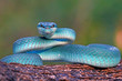 blue insularis pit viper snake, trimeresurus albolabris, venomous snake