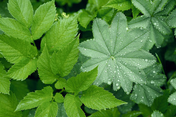 polygonal leaf grass during rain large breath on the edges of the and on center