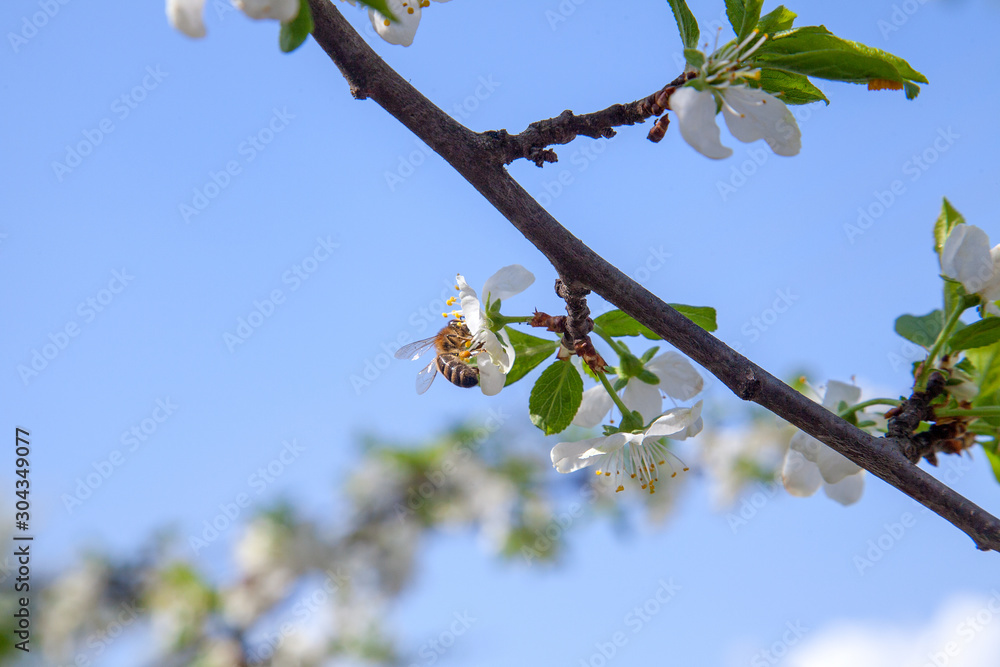 Honeybee on white flower of apple tree collecting pollen and nectar to ...
