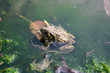 A toad seen resting on green plants in dirty pond water