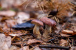 Double mushroom imleria badia  commonly known as the bay bolete or boletus badius growing in pine tree forest..