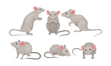 Mouse In Different Poses Vector Set. Small Rodent With Gray Coat And Long Tail