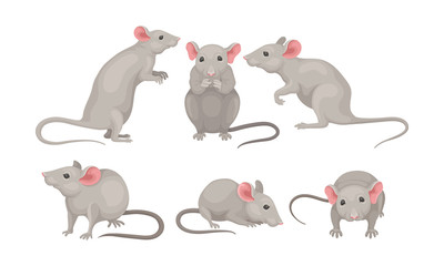 Wall Mural - Mouse in Different Poses Vector Set. Small Rodent With Gray Coat and Long Tail