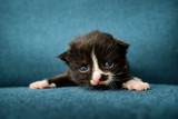 Fototapeta Koty - Cute kitten