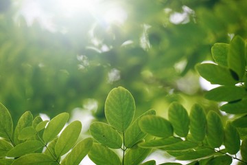 green tree leaves and sunlight in the nature, green background