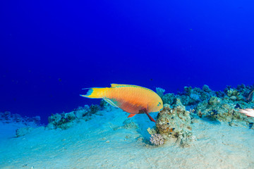 Coral Reef at the Red Sea, Egypt