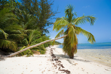 Canvas Print - Inclined palm trees on wild coast of Sargasso sea, Punta Cana, Dominican Republic