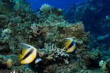 Fototapeta Do akwarium - Coral Reef at the Red Sea, Egypt