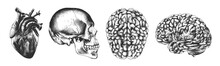 Vector Engraved Style Illustrations For Posters, Decoration And Logo. Hand Drawn Sketch Of Skull, Heart And Brain In Monochrome Isolated On White Background. Detailed Vintage Woodcut Style Drawing.